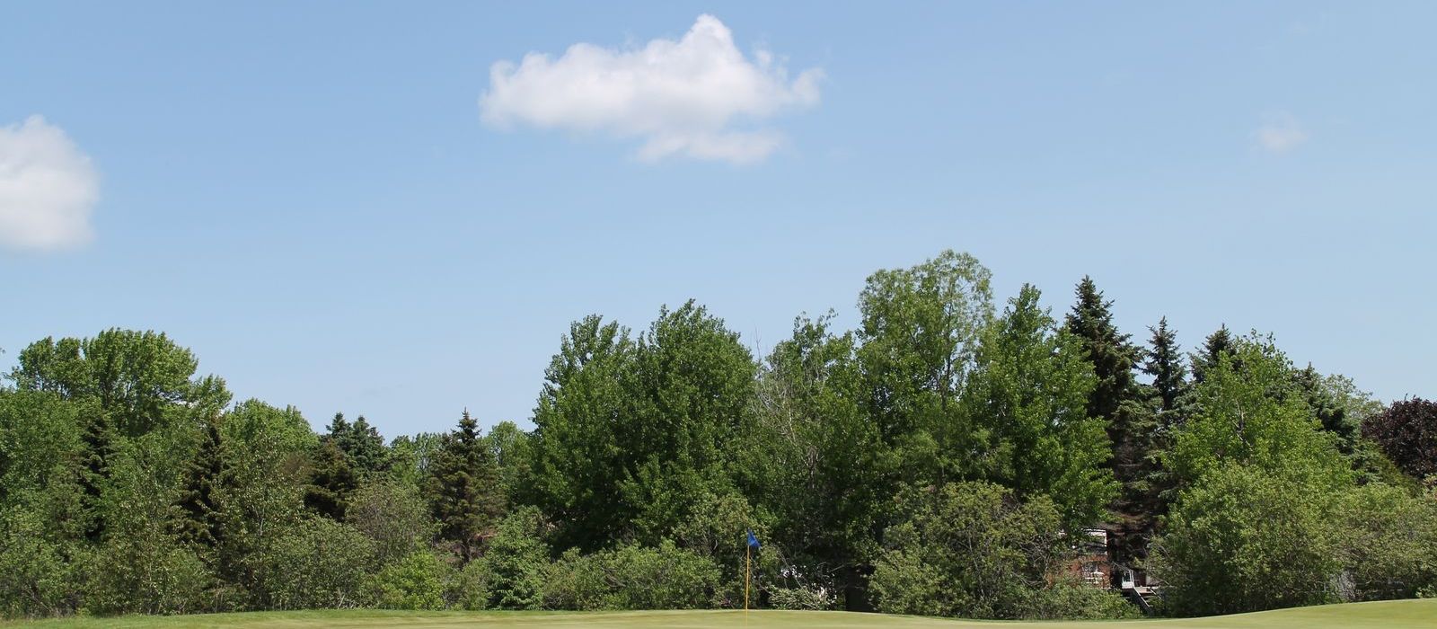 Trees on golf course